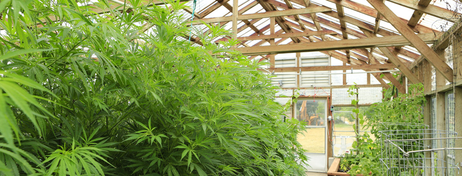 Security Solutions for Apartments in Manor, TX